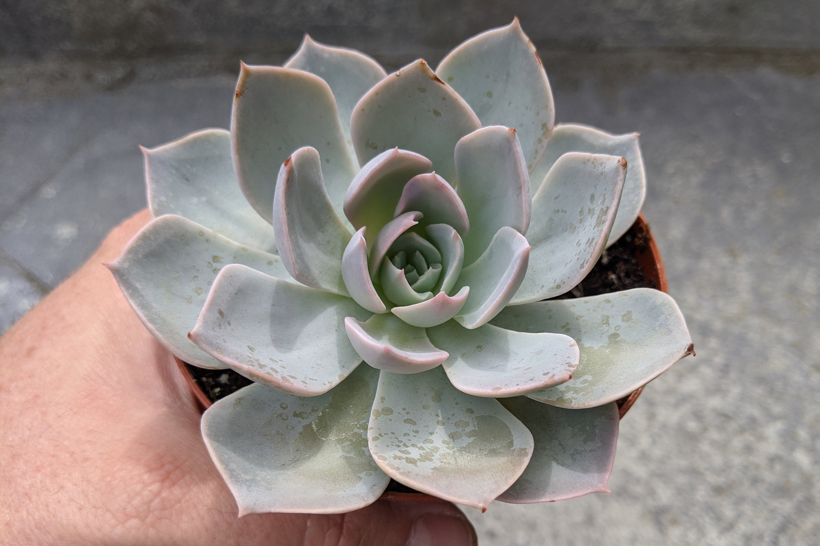 2 inch or 4 inch Details about   Echeveria Subsessilis Succulent