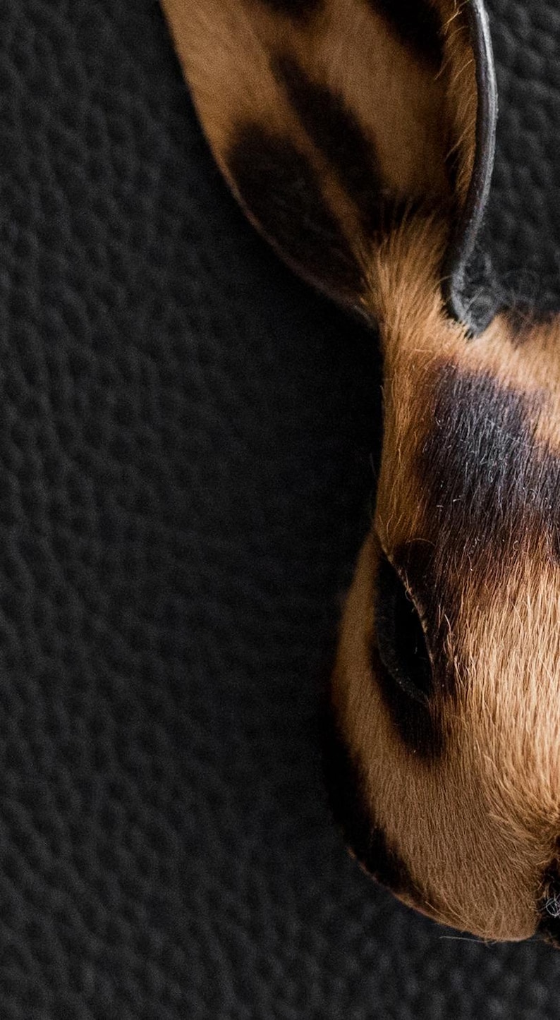 May include: Close-up of a rabbit's ear and eye, showing brown and black fur with a textured look. The ear is erect, and the eye is partly visible. The background is a dark, textured surface.