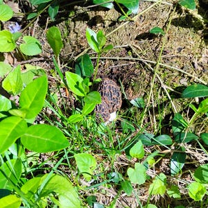 Puede incluir: Una seta de colmena con un sombrero en forma de panal es parcialmente visible entre hojas verdes y hierba. La seta es marrón y beige, con un tallo hueco. El follaje circundante es exuberante y vibrante, con varios tonos de verde.