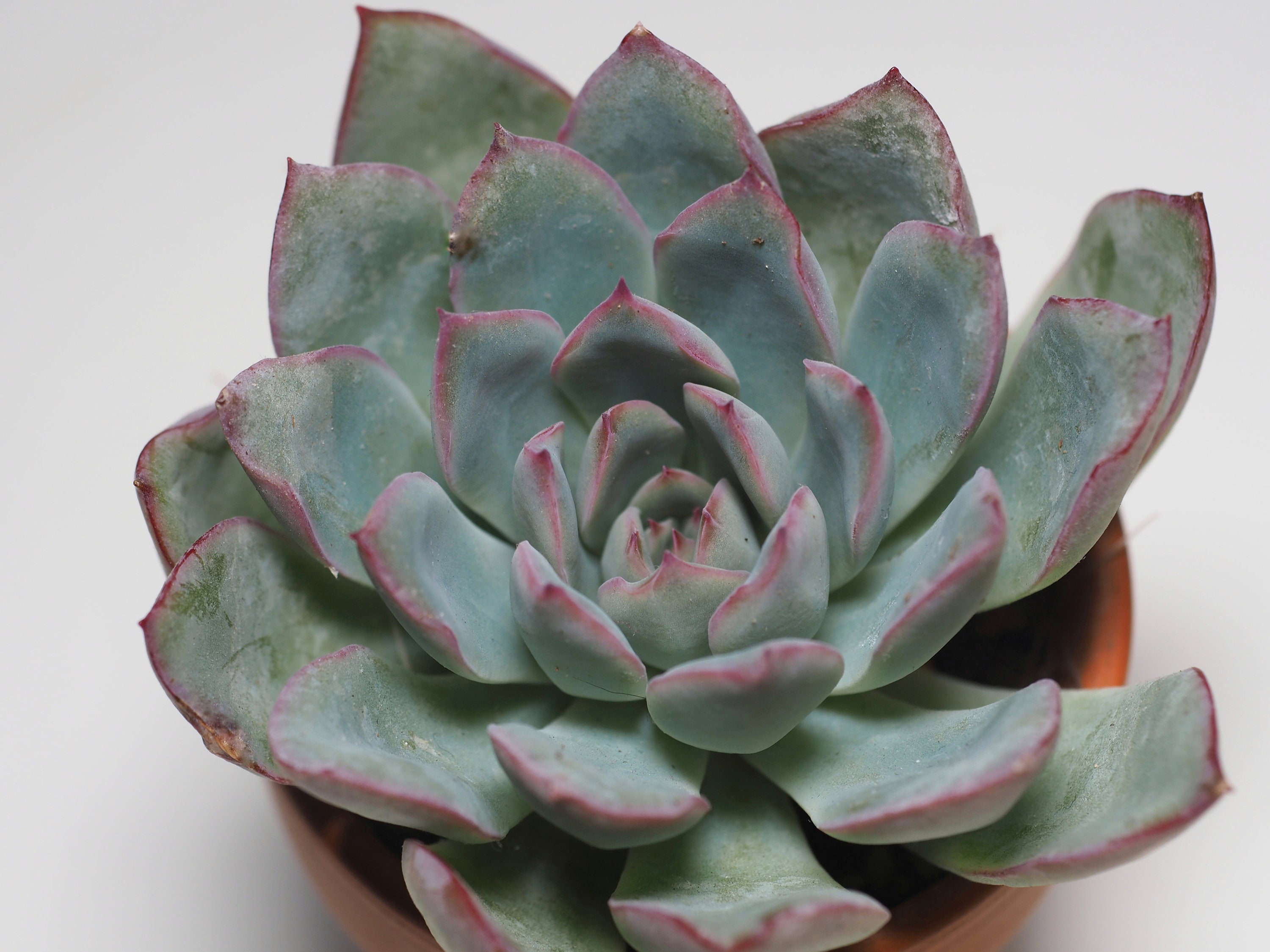 Rare Echeveria Hercules Rare Succulent Apus Elegans Etsy Rare Echeveria Hercules Rare Succulent Apus Elegans Etsy
