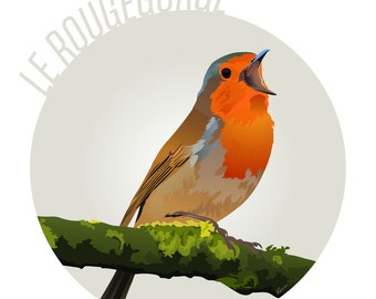 Poster illustration 30x40cm Robin