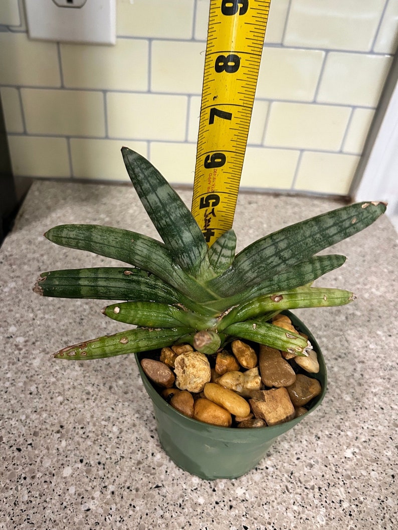 WALKING SANSEVIERIA Pinguicula , Rare Snake Succulent Cacti Etsy