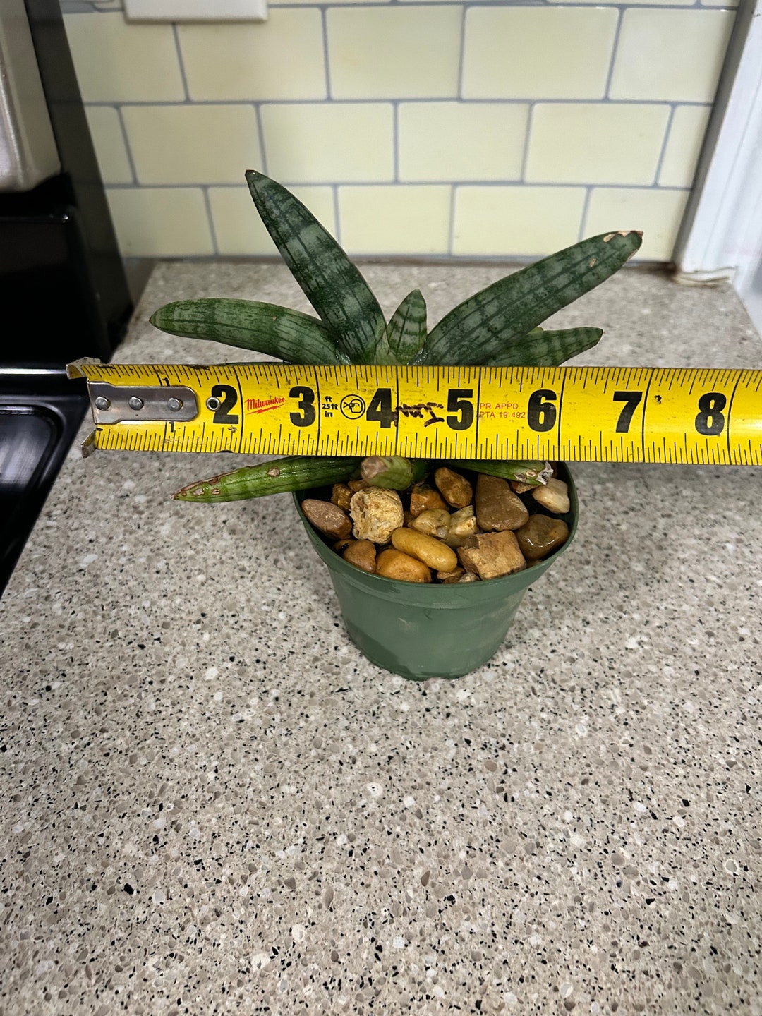 WALKING SANSEVIERIA Pinguicula , Rare Snake Succulent Cacti Etsy