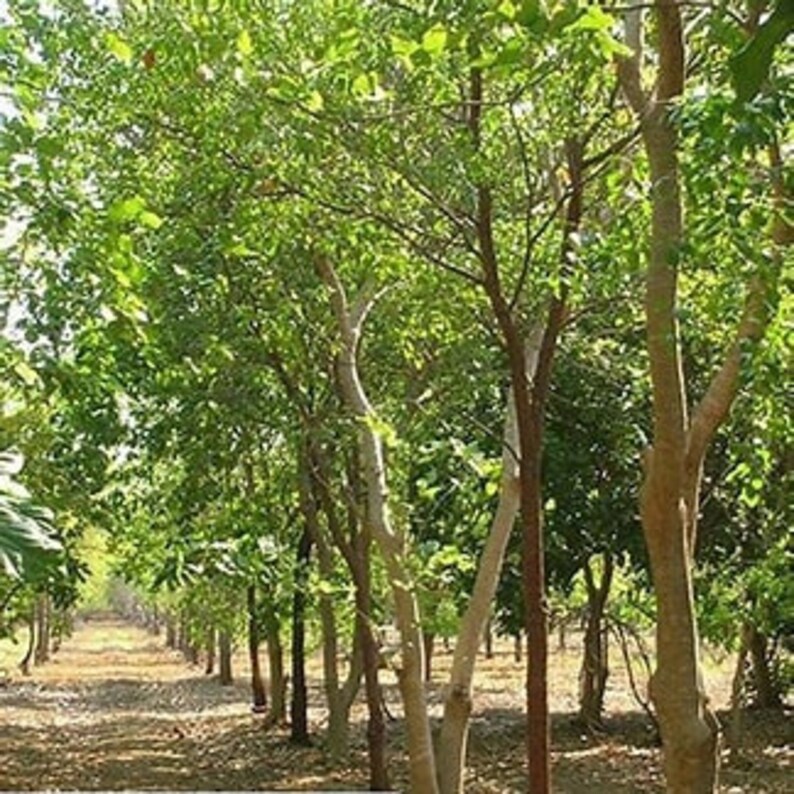 Sandalwood made from common stock.