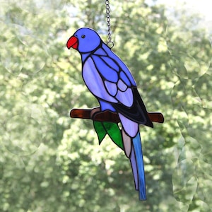 Violet ringneck parakeet clearance