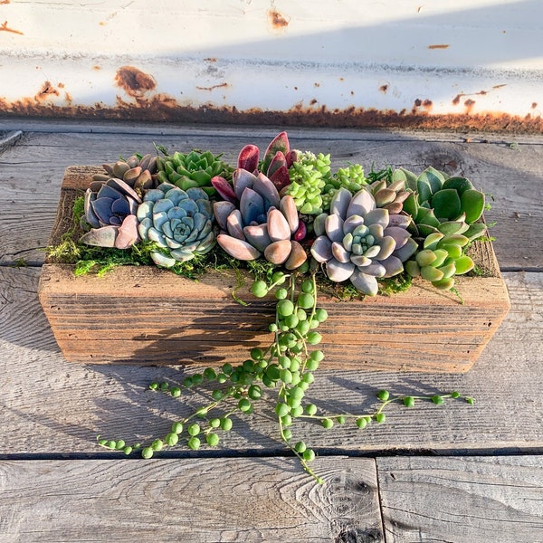 Bestseller, Live Succulent Arrangement Planter, Real Succulents, Wood, Garden Box, Client, Gift For Her ,Centerpiece, Sympathy Gift, Plants