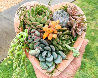 Heart Shaped Clay Planter with Live Succulents & Pearls, Valentine’s Day, Client Gift, Housewarming, Sympathy, Gift For Her, Mother’s Day