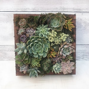 Live Succulent Arrangement, Wood Planter, Wall Art, Gift, Sympathy Gift, Gift for her, Valentines Day, Mother's Day Gift Idea, Succulents