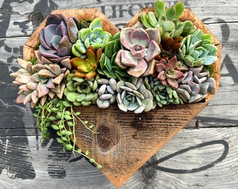 Live Heart Shaped Succulent Arrangement, Living Wall, BFF Present, Gift for her, Valentines Day, Sympathy Gift, Love, Mother's Day Gift Idea