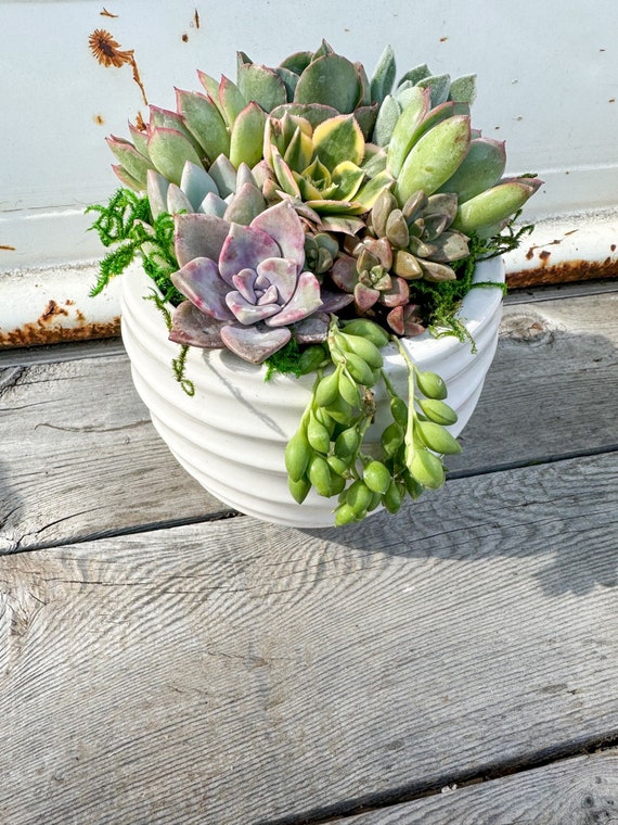 Succulent Planter Arrangement, Office Desk, Gift for Her, Wedding,  Birthday, Valentines Day, Housewarming, Corporate, Sympathy Gift, Plants -  Etsy Australia