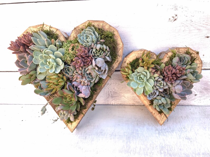 Sympathy Gift Succulent Arrangement Heart Shaped Vertical Etsy