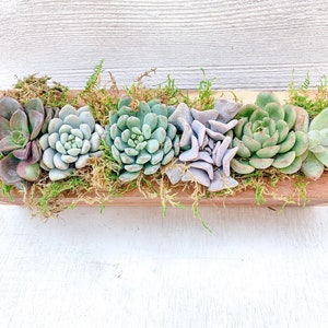 Small Office Desk Succulent Arrangement, Live Succulents, Gift for Her, Client Gift, Sympathy Gift, Valentines Day, Mother's Day Gift Idea