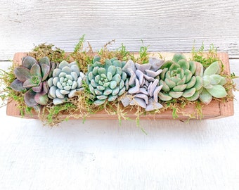 Small Office Desk Succulent Arrangement, Live Succulents, Gift for Her, Client Gift, Sympathy Gift, Valentines Day, Mother's Day Gift Idea