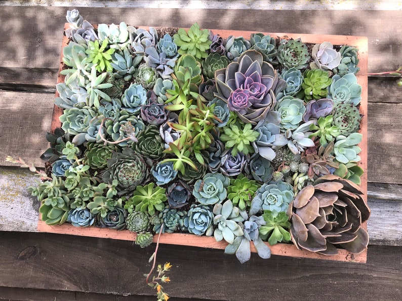 Sympathy Gift Succulent Arrangement Planter Succulent Wood Etsy