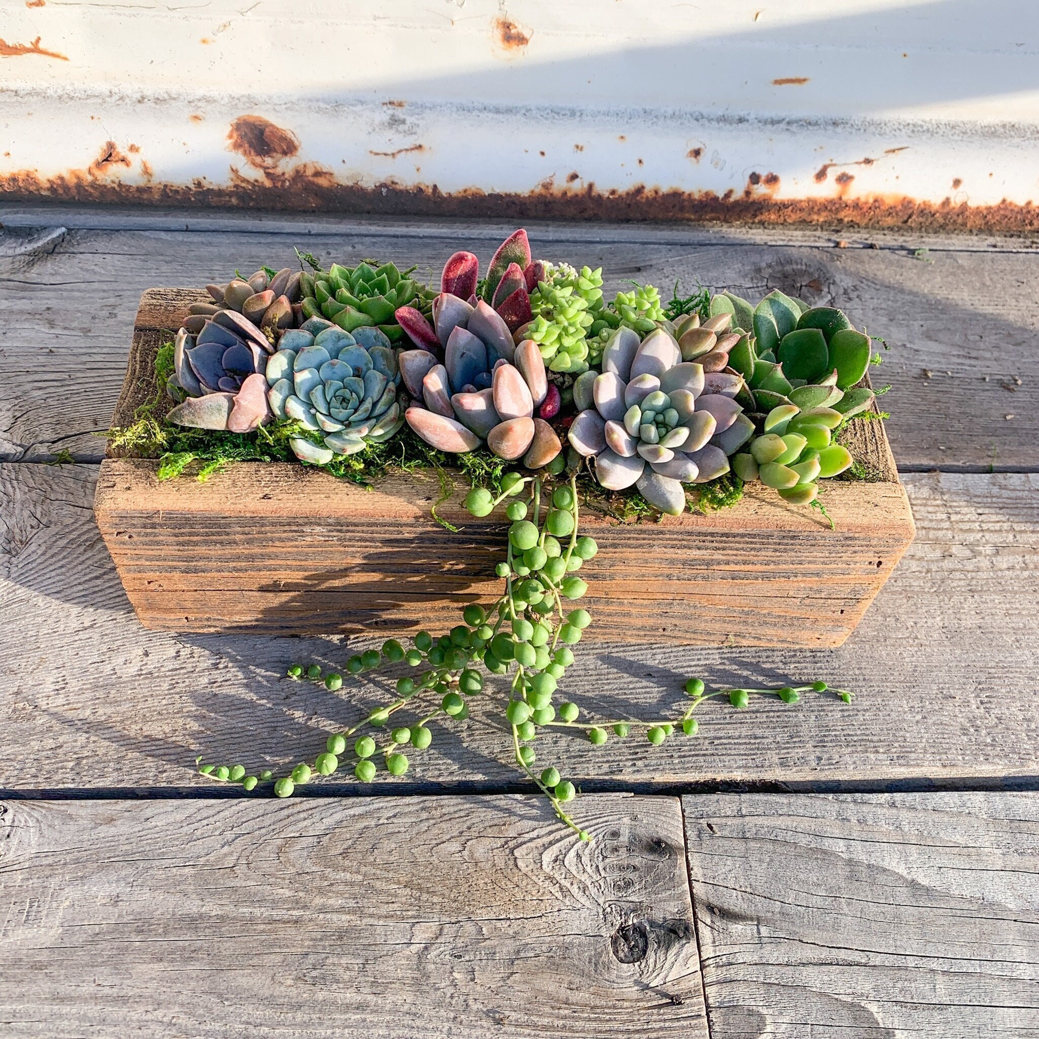 17+ Succulent Gift Box Delivery