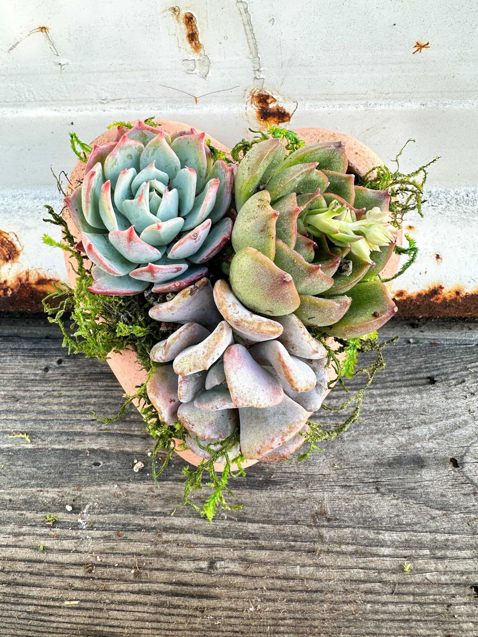 Wooden Succulent Heart DIY Kit – In Succulent Love