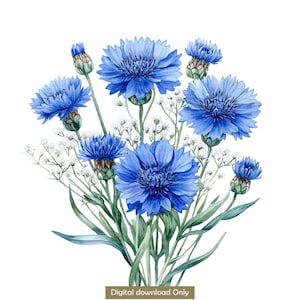 20 Blue Cornflowers Clipart, Cornflower blue flower Wall Art, High Quality PNGs, Digital Download, Paper Craft, Junk Journal