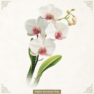 White Orchid Watercolor Clipart: 15 PNG Floral Designs (Digital Download)