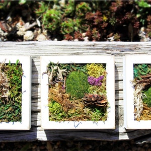 May include: Three square framed moss art pieces. Each frame contains a variety of mosses in shades of green, yellow, and brown, with small accents of purple. The frames are white and set on a wooden surface.
