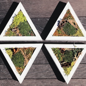 Petite White Triangle Framed Moss Hanging Wall Art