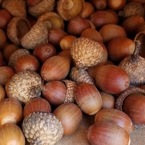 How to Prepare Acorns for Use with Crafts - The Birch Cottage