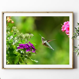 Set of 4 Coordinating Ruby Throated Hummingbird Photos, Uncropped JPG Files, 300 DPI, Hummingbird, Hummingbird card, High Resolution Files