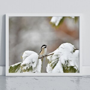 Chickadee 8x10 Print, Winter Scene Black-capped Chickadee, Chickadee, 300 DPI