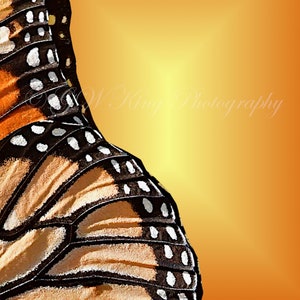 Set of 3 Monarch Butterfly JPG 300 DPI Digital Files, Butterfly Background, Butterfly Cards, Scrapbooking, Printable Cards