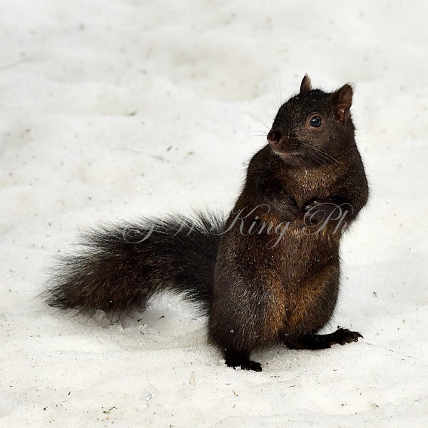 Handsome Black Squirrel in the Snow Printable, Black Squirrel Digital File, Squirrel Photo, Squirrel Print 7x5, Add Your Own Words,300 DPI