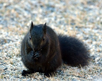 Black squirrel hanging dead mount