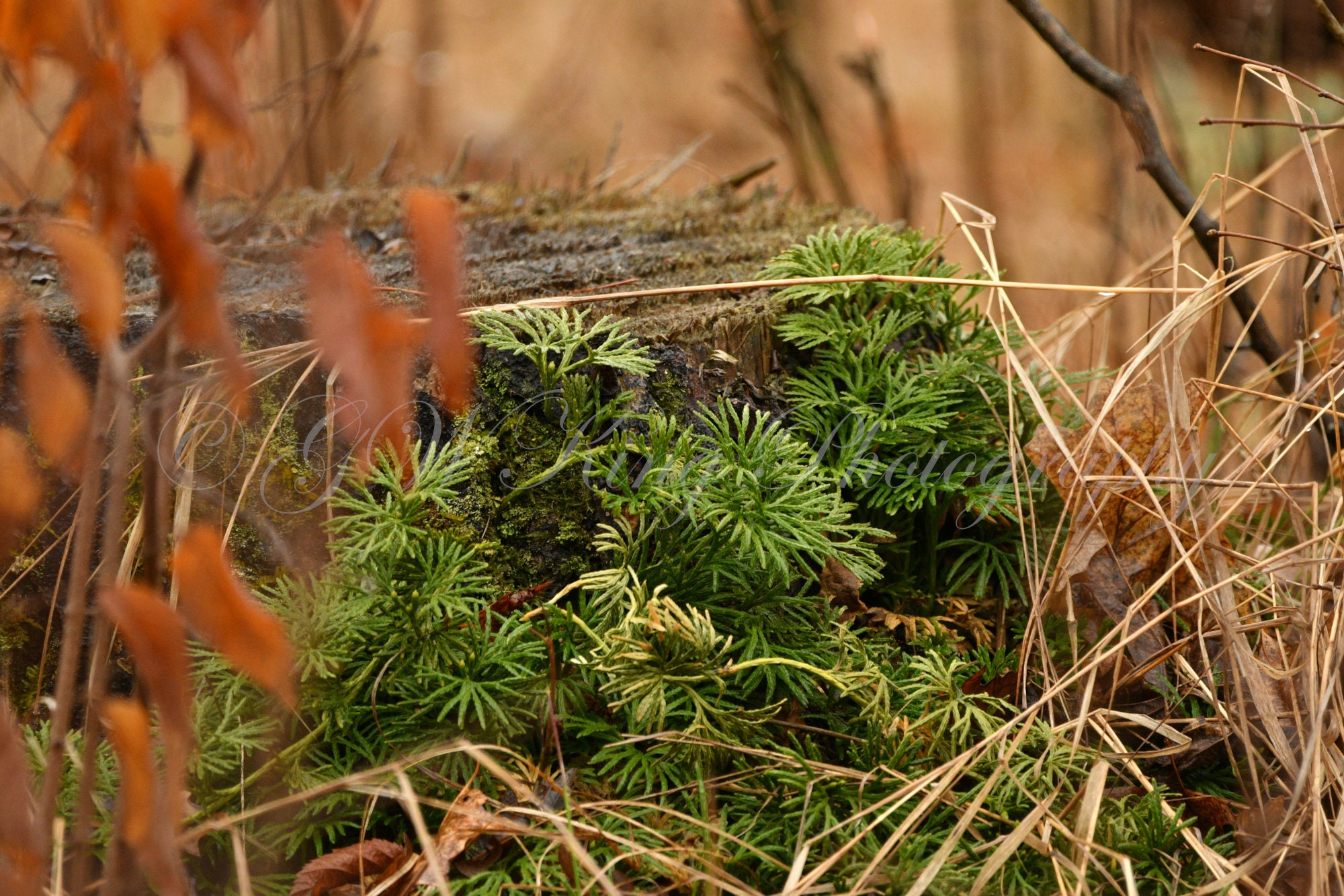 Woodland Printable Woodsy Background Woods Digital File Etsy