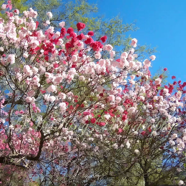 Peppermint Peach Tree 8x10 Print, Peppermint Peach Tree, 300 DPI, Peach Tree Art