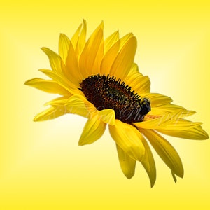 Sunflower and Bee Printable, 300 DPI Digital Files, Sunflower Files, Sunflower Cards, Save the Bees, Photo Art, A7 Card, Printable Card