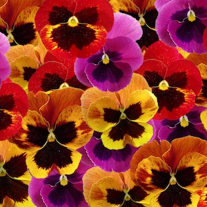 Viooltje bloemen collage afdrukbare, twee maten: 5 x 7 en 8 x 10, 300 DPI jpg digitale bestanden, viooltje kaart, viooltjes, scrapbooking, A7-kaart, viooltjes