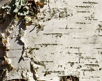 Wedding Birch Bark - Etsy