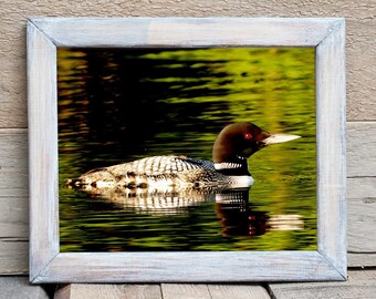 May include: A framed photograph of a loon swimming in a lake. The bird has a black head, white and black patterned back, and a white neck. The water reflects the bird and the green and yellow of the surrounding foliage. The frame is white.