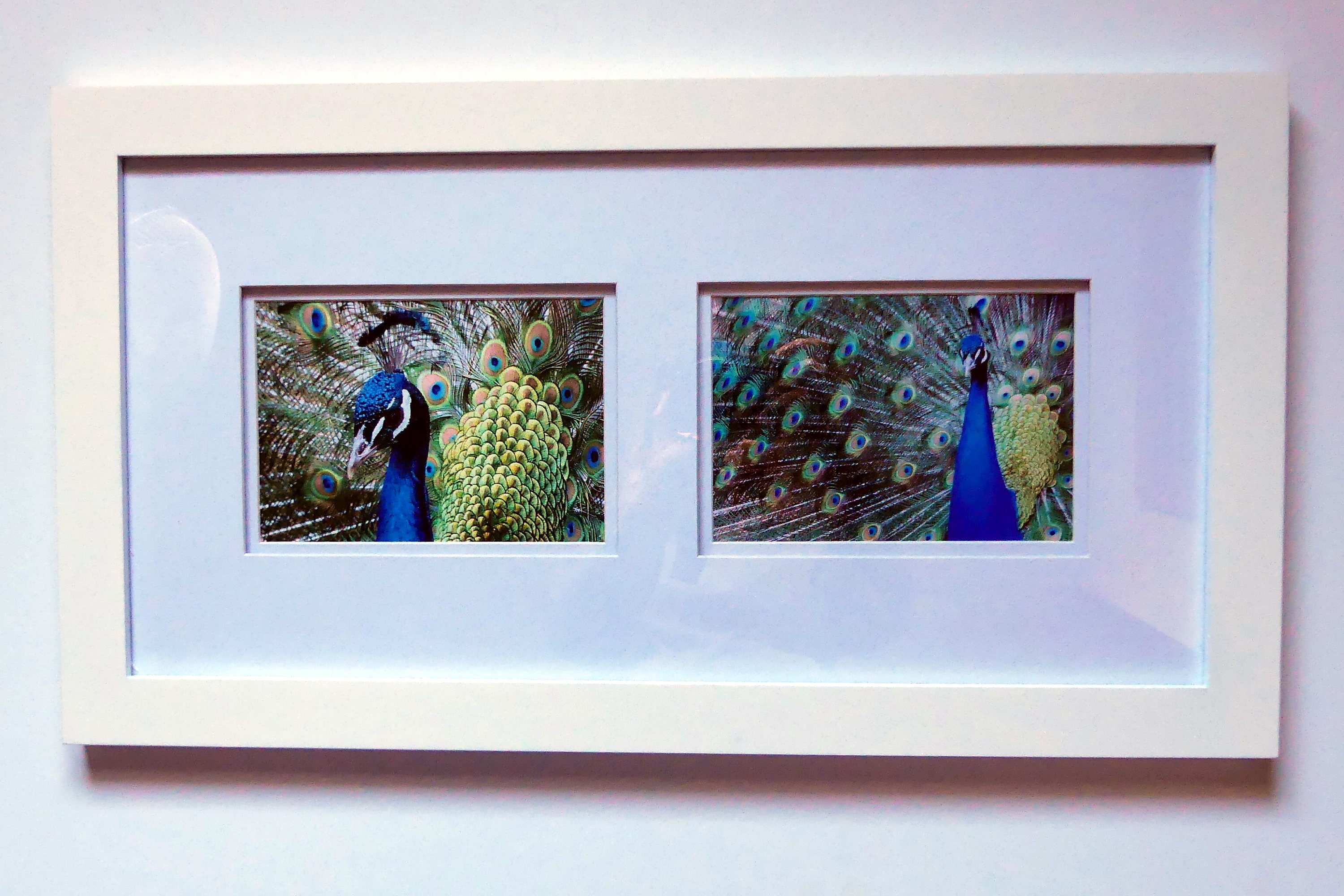 Framed Peacock Prints Frame 22x12 Prints 5x7 Framed Peacock Etsy.de