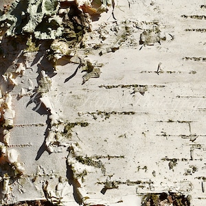 Birch Bark Printables, Two Ratio Sizes, 5x7, 8x10, 300 DPI Digital JPG Files, Birch Background, Birch Cards, Scrapbooks, Wedding Invitations