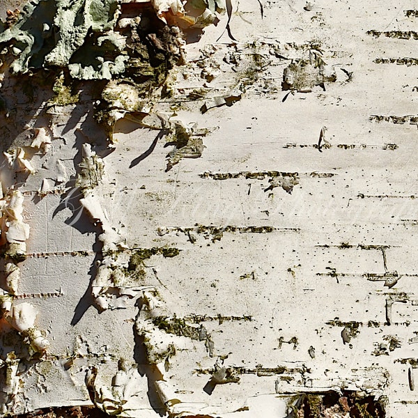 Birch Bark Paper - Etsy