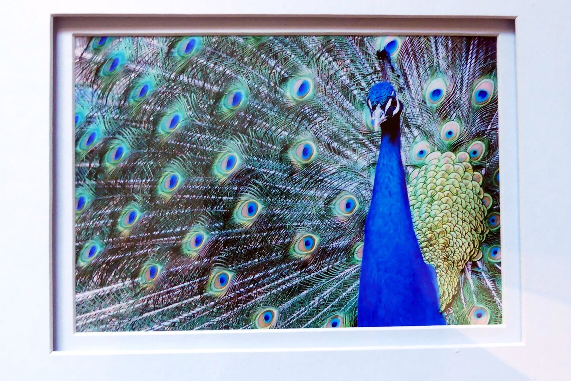 Framed Peacock Prints Frame 22x12 Prints 5x7 Framed Peacock Etsy.de