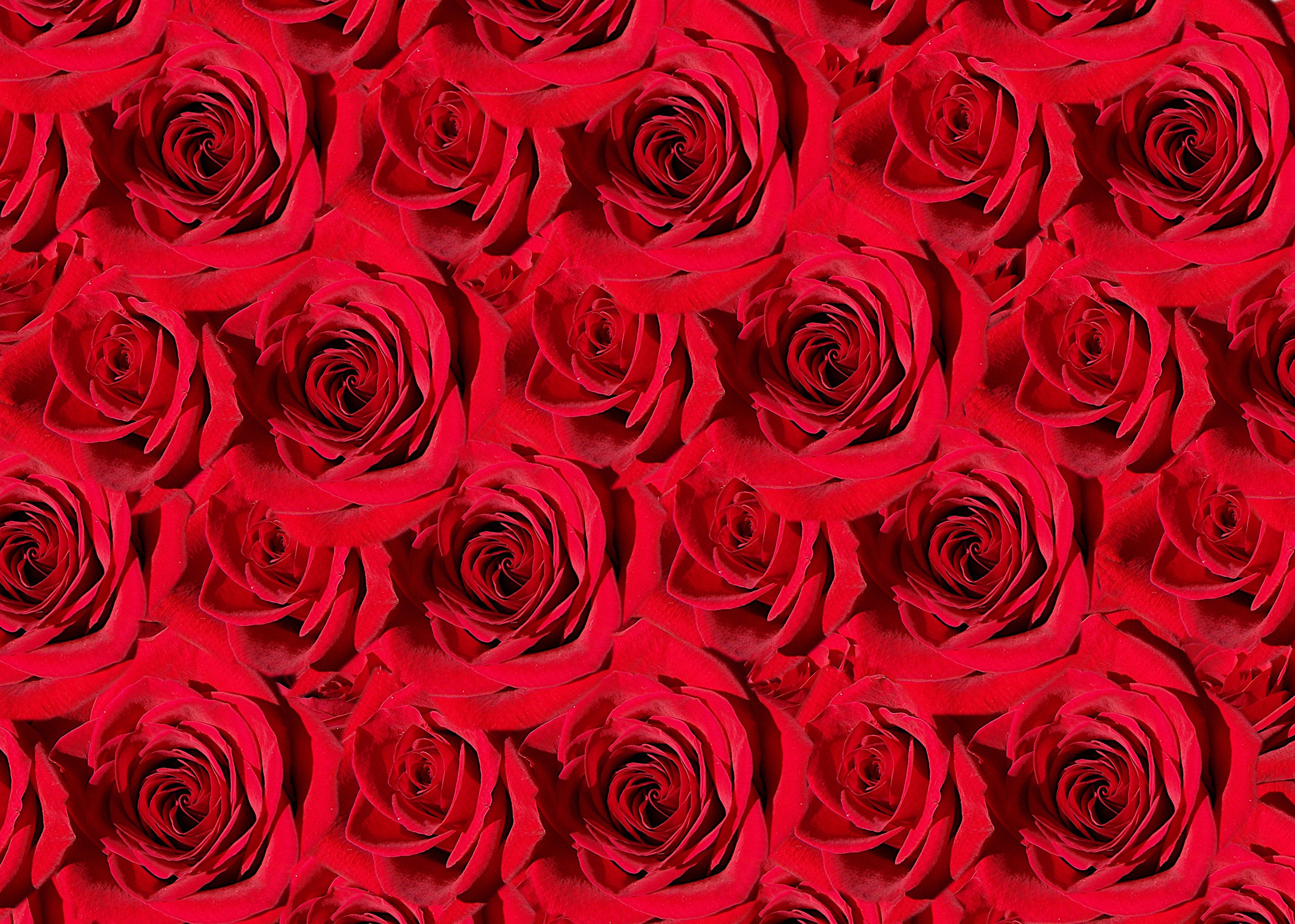 Qty 2 JPG Red Roses Collage 300 DPI Digital Files Roses Etsy