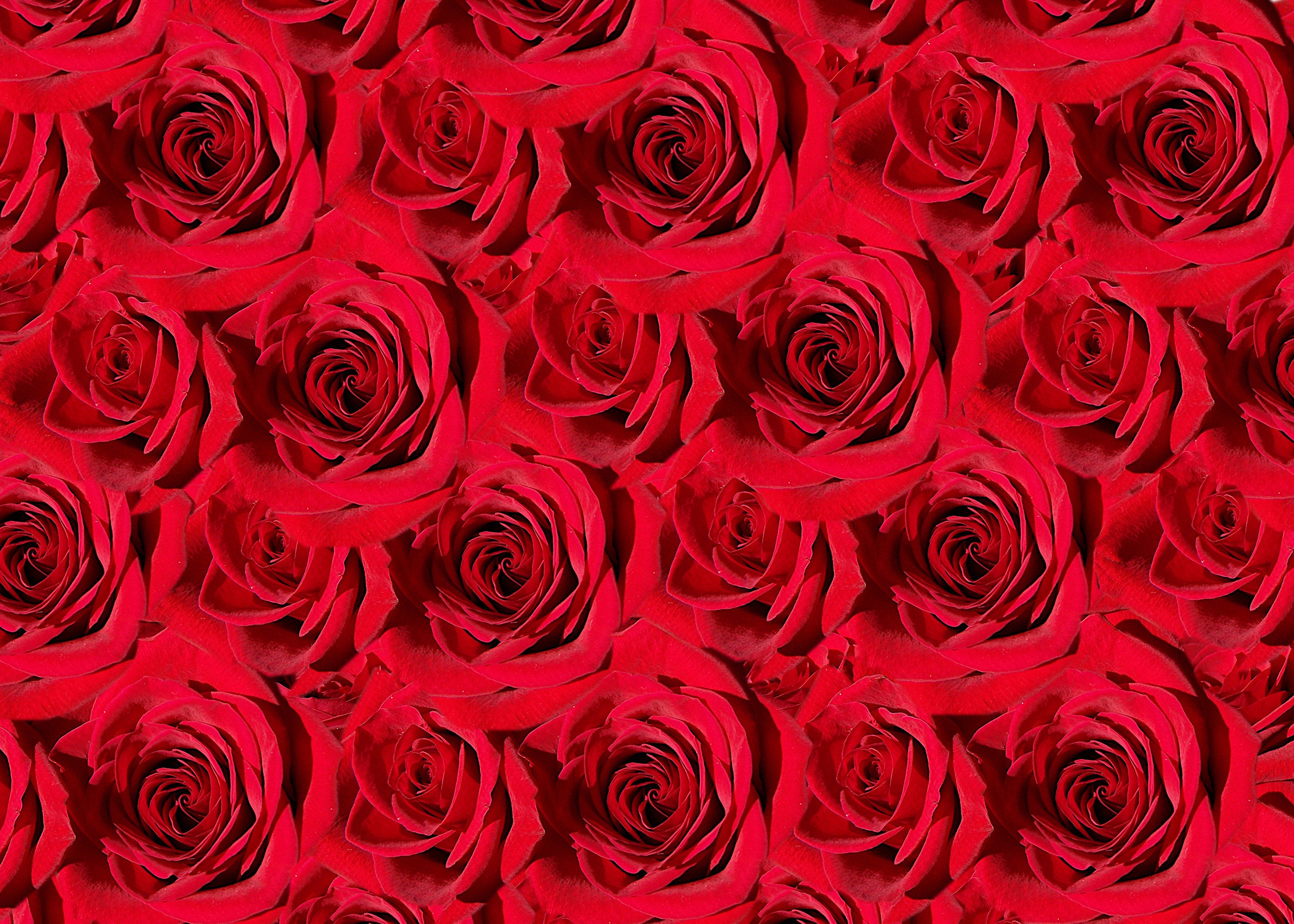 Qty 2 JPG Red Roses Collage 300 DPI Digital Files Roses | Etsy