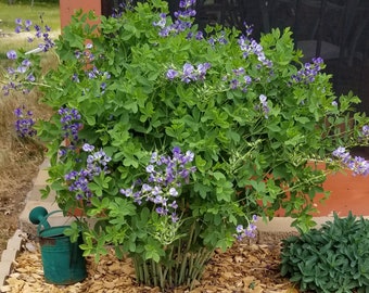 50 Native Blue False Indigo Seeds; Baptisia Australis; Seeds Harvested Fall 2023