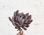 RARE Graptoveria Topsy Debbi - one succulent leaf - live plant