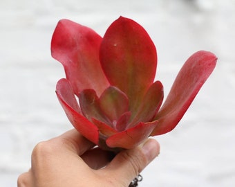 Kalanchoe Thyrsiflora Bronze Sculpture Paddle Etsy