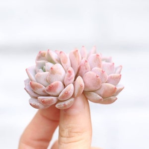 RARE! Echeveria Amazing Grace (E. laui x E. hyalina) - one succulent leaf for propagation