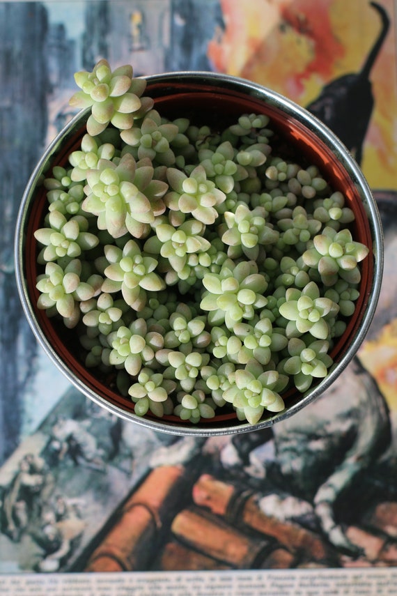 picture Donkey Tail Succulent Baby etsy