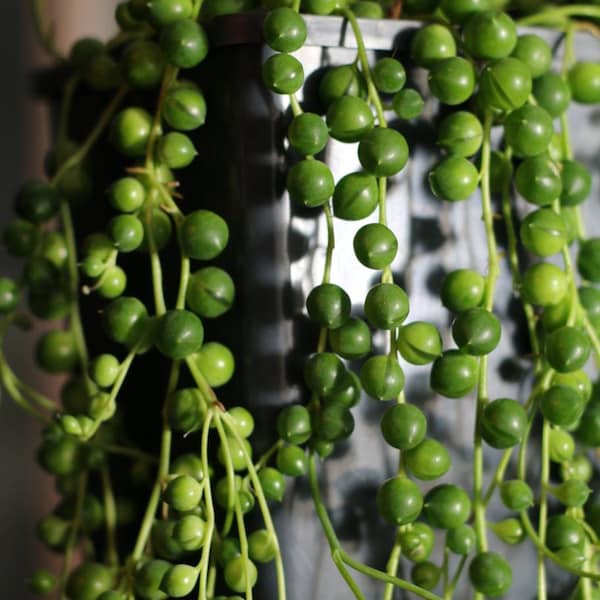 String of pearls cutting - Senecio rowleyanus