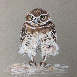 Original Owl Illustration.