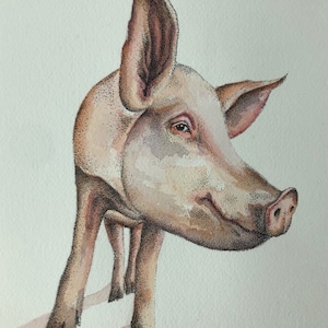 Original watercolour and pen illustration of a Pig